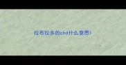 拉布拉多的chd什么意思