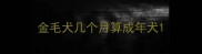 金毛犬几个月算成年犬