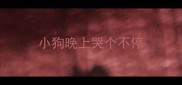 小狗晚上哭个不停