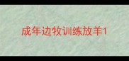 成年边牧训练放羊