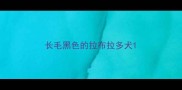 长毛黑色的拉布拉多犬