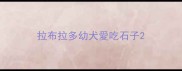 拉布拉多幼犬愛吃石子