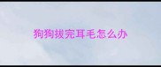 狗狗拔完耳毛怎么办