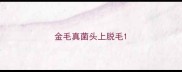 金毛真菌头上脱毛