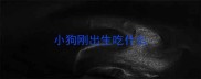 小狗刚出生吃什么