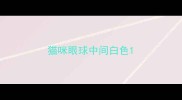 猫咪眼球中间白色