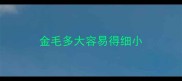 金毛多大容易得细小