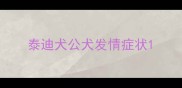 泰迪犬公犬发情症状