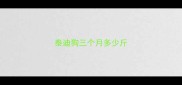 泰迪狗三个月多少斤