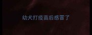 幼犬打疫苗后感冒了