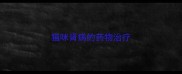 猫咪肾病的药物治疗