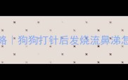 疫苗后感冒处理全攻略狗狗打针后发烧流鼻涕怎么办这5步能救命