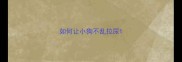 如何让小狗不乱拉尿