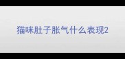 猫咪肚子胀气什么表现