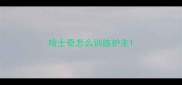 哈士奇怎么训练护主