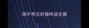 国外常见的猫咪益生菌