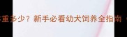 雪纳瑞2个月大体重多少新手必看幼犬饲养全指南附成长对照表