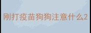 刚打疫苗狗狗注意什么