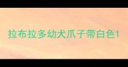 拉布拉多幼犬爪子带白色
