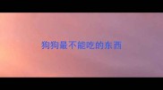 狗狗最不能吃的东西