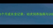 哈士奇6个月成长全记录幼犬饲养指南与训练要点