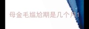 母金毛尴尬期是几个月