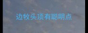 边牧头顶有聪明点