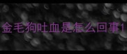 金毛狗吐血是怎么回事