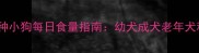 国内不同品种小狗每日食量指南幼犬成犬老年犬科学喂养全