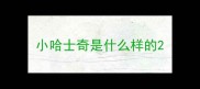 小哈士奇是什么样的