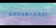 拉布拉多最大长多大