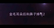 金毛耳朵后和鼻子掉毛