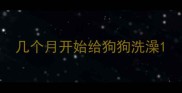 几个月开始给狗狗洗澡