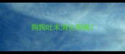 狗狗吐未消化狗粮