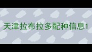 天津拉布拉多配种信息
