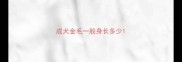 成犬金毛一般身长多少