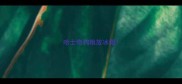 哈士奇狗粮放冰箱