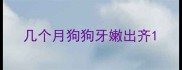 几个月狗狗牙嫩出齐