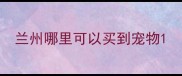 兰州哪里可以买到宠物