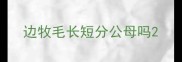 边牧毛长短分公母吗