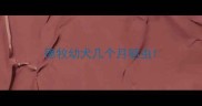 德牧幼犬几个月驱虫
