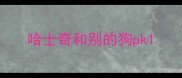 哈士奇和别的狗pk