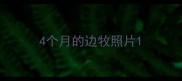 4个月的边牧照片