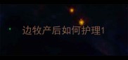 边牧产后如何护理