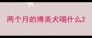 两个月的博美犬喝什么