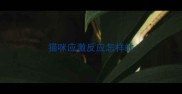 猫咪应激反应怎样的