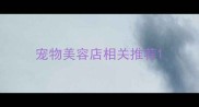 宠物美容店相关推荐