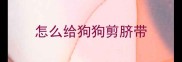 怎么给狗狗剪脐带