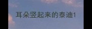 耳朵竖起来的泰迪