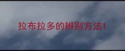 拉布拉多的辨别方法